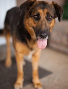 Avis 💗 wundervolle, so sanfte Hündin - Hamburg