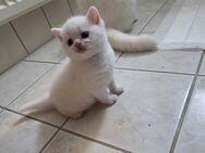 BKH Kitten ab 09.08.25 abzugeben !! - Singen (Hohentwiel) Zentrum