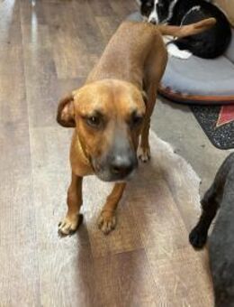 Hercules sucht ein Zuhause - Linden (Hessen)