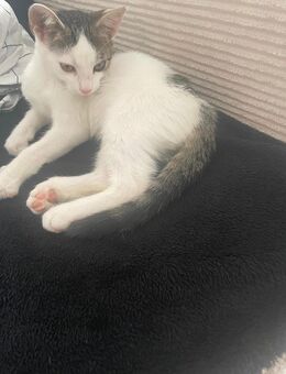 Katzenbaby - Berlin Tempelhof-Schöneberg