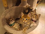 Edelmixkitten suchen ihr Liebevolles für immer Zuhause - Bitburg
