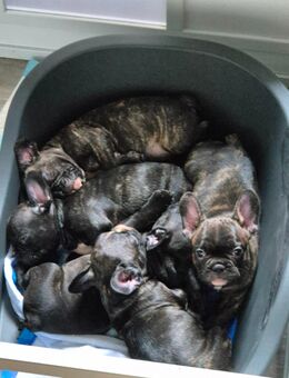 Französische bulldoggen welpen - Bad Schmiedeberg
