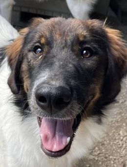 Bali, geb. ca. 12/2021, Griechenland - Markdorf