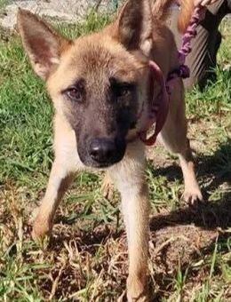 Caleb ist noch ängstlich - Donaueschingen