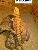 Farb-Bartagamen Jungtiere ( pogona vitticeps) NZ 07 2025 in 67591