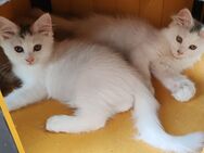 Maine Coon Ragdoll Mix Kitten - Rositz