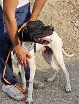 Vicente, zutraulich, lernwillig, offen - Westerholt