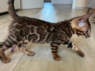 Brown Bengal Schmusekater Abholbereit - Bad Oeynhausen