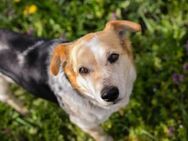 Kleiner Charly sucht Hundeeltern 💛 - Laufen