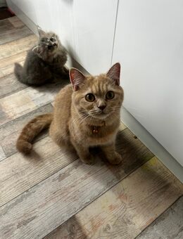 British kurz Haar Katze - Duisburg