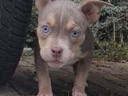 American Bully - Baiersbronn