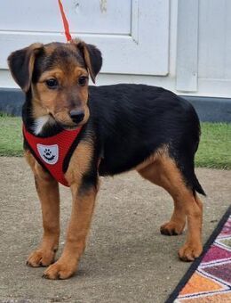 Fröhliche Milla sucht ihr Köbchen - Essen
