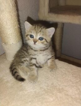 BKH Kitten - Lahr (Schwarzwald)