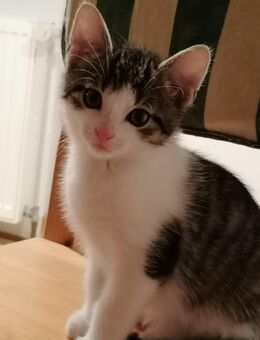 Katzenkinder, Katzenbabys, grau-weiß - Ascheberg (Holstein)