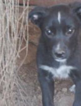 Jake ist unser kleiner Wirbelwind 🐾 - Elsdorf (Nordrhein-Westfalen)