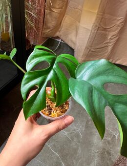 Monstera Minima/ Raphidophora Tetrasperma Pflanze - Buttstädt Zentrum