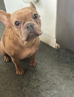 Französische Bulldoggen - Königs Wusterhausen Zentrum