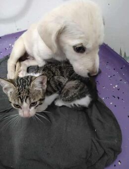 Kleine Lina ❤️🐾 und kleine Mietzekatze - Eichendorf