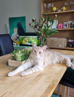 Deckkater half Maine Coon - Ronnenberg