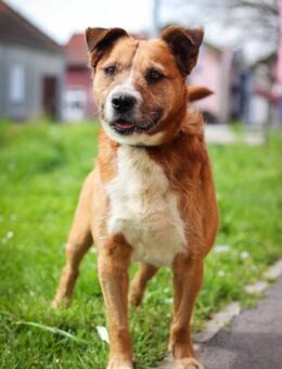 Floki 💗 freundlich & so menschenbezogen - Hamburg