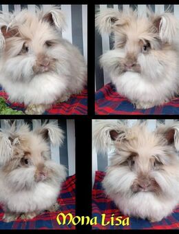 Englisch Angora Häsin Mona Lisa - Hillerse