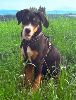Großer Schweitzer Sennenhund Hündin vom 27.01.2025 reinrassig - Birenbach