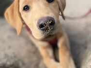 Labrador Retriever Redfox – liebevolle Junghündin sucht neues Zuhause 🐾 - Bergisch Gladbach