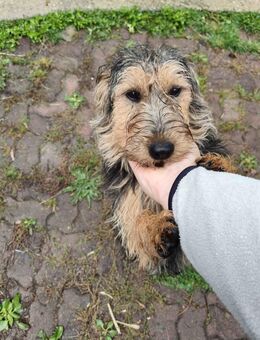 Foxy sucht seine Lieblingsmenschen🐕 - Spenge