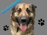 BABORKA sucht Zuhause - Gefrees