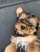 Yorkshire Terrier in 46539