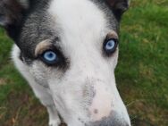 Husky mischling sucht liebevolles Zuhause - Stutensee