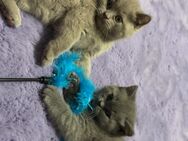 BKH Kitten grau 3 Mädchen und 2 Jungs, sofort abgabebereit! - Bonn Auerberg