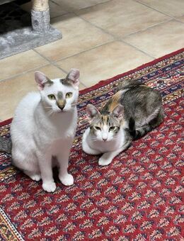 Lucy und Lilly suchen gemeinsamen Dosenö - Brühl (Baden-Württemberg)