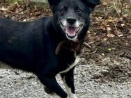 Äußerst sozialer SAMMY =Familienhund ♥️ - München