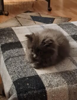 Kleiner Perserkater sucht neue Dosenöffner - Essen