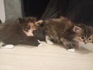 Xxl Maine Coon Kitten - Bechhofen (Bayern)
