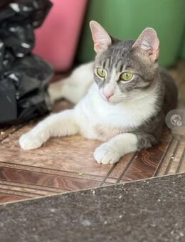 Jugurel Sportlicher Kater sucht Familie - Unterföhring