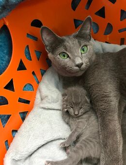 Reinrassige Russisch Blau Kitten - Dortmund Huckarde