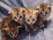 Sibirische Waldkatzen Mix Kitten - Düren