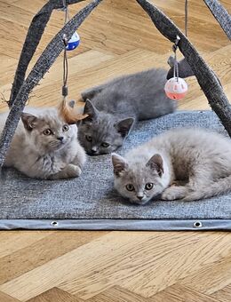 4 BKH Kitten in Blau und Fawn in liebevolle Hände Abzugeben - Eislingen (Fils)