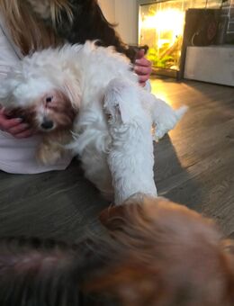 Malteser mini-Yorki Welpen - Erlangen