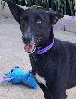 Danonino wäre so gerne ein Familienhund - Laatzen