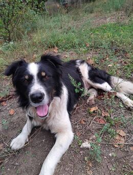 Brunos, Australien Shepard Mix Rüde - Herne Horsthausen