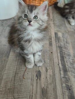 Maine Coon Kitten weiblich - Solingen (Klingenstadt)