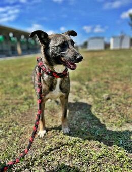 Nala, freundlich und zurückhaltend - Bonndorf (Schwarzwald)