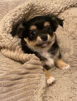 Reinrassiger Chihuahua Welpe Rüde Black Tricolor Langhaar sucht liebevolles Zuhause - Lanitz-Hassel-Tal