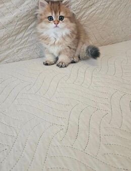 BKH GOLDENE REINRASSIGE KATZEN - Hamburg Harburg