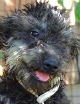 LEXY sucht Familie - Gefrees