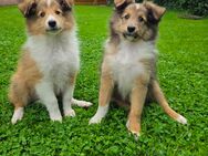 Bezaubernde Sheltie-Rüden auszugsbereit - Edewecht