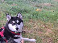 Husky sucht ein zuhause - Diepholz